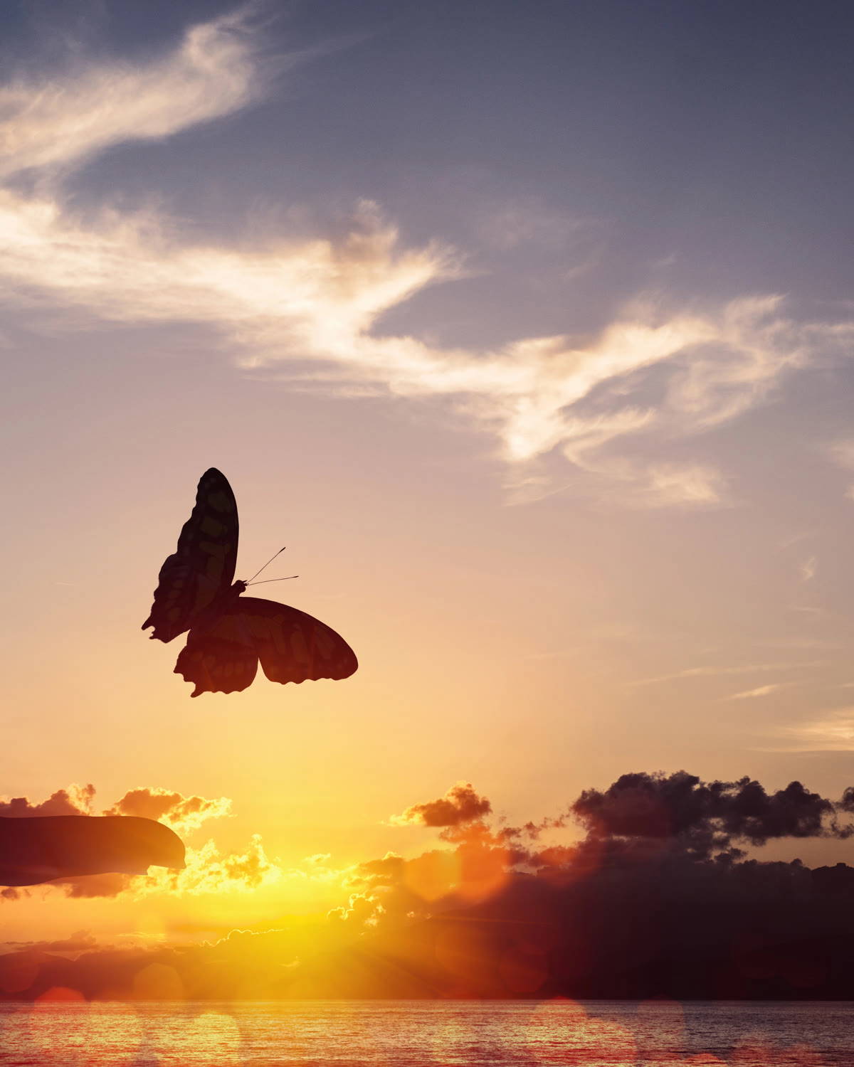 A butterfly resting on a hand at sunset